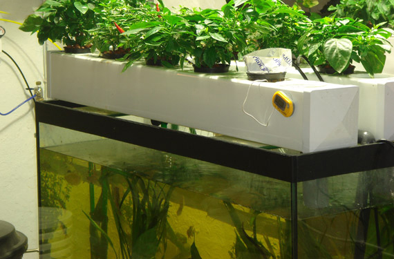grow vegetables in aquarium