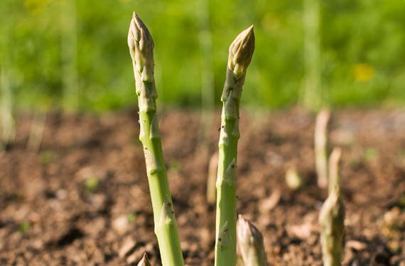 Grow it yourself: Asparagus