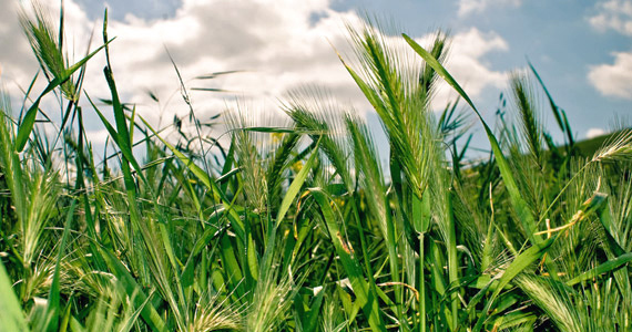 Grow it yourself: Barley grass