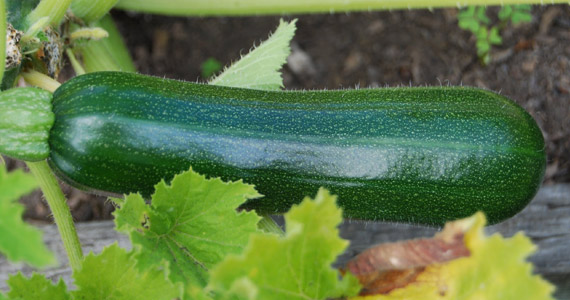 Grow it yourself: Zucchini