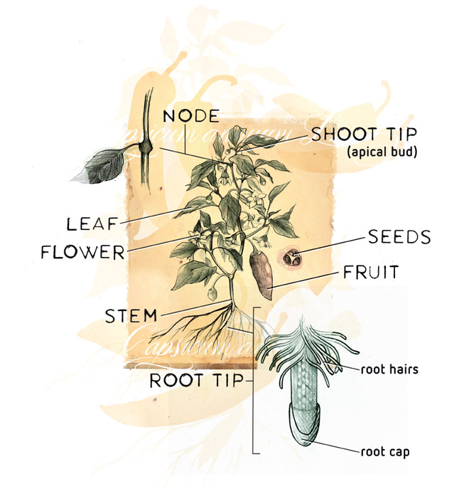 The Basic Structure of Plants
