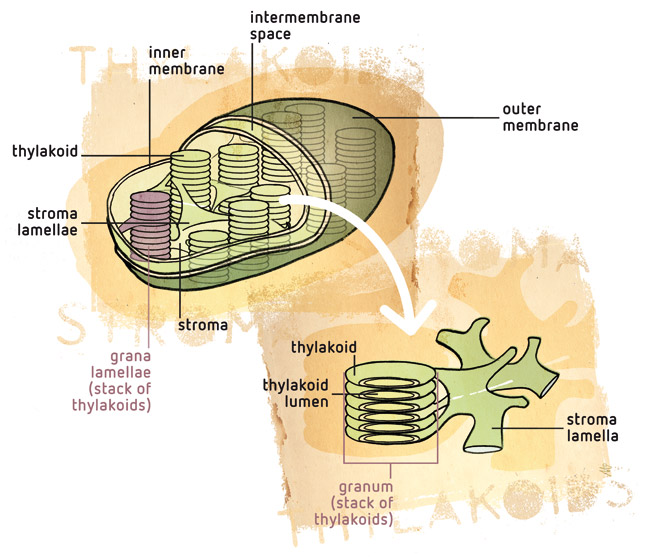 The Basic Structure of Plants