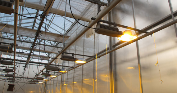 High pressure sodium lamps in a greenhouse