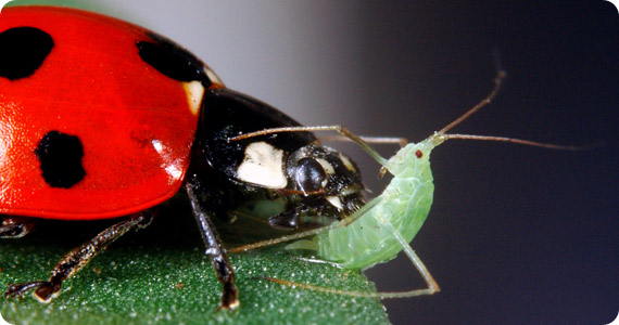 Ladybird feeding on an aphid