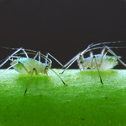 2 aphids feeding on a plant