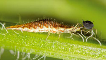 Very effective beneficial insects, the Green Lacewing