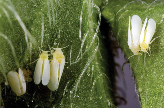 How to control whiteflies