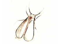 How to control whiteflies