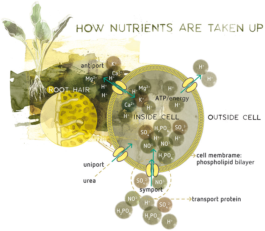 Plant nutrition and nutrient deficiency - Part 2