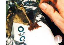 Coco cannabis grow guide