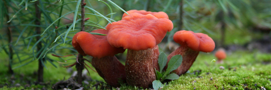 Fungus: Kingdom of the Fluffies
