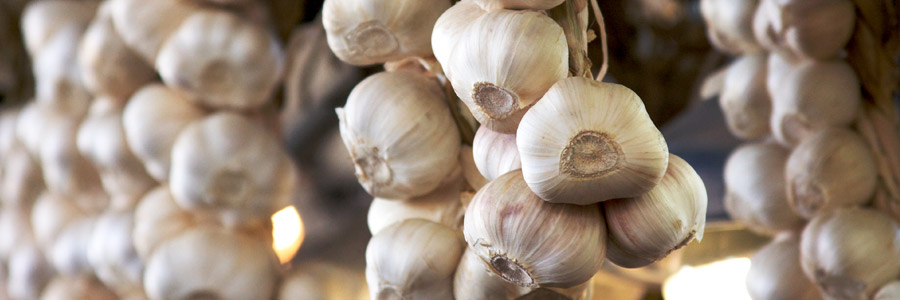 Grow it yourself: Garlic