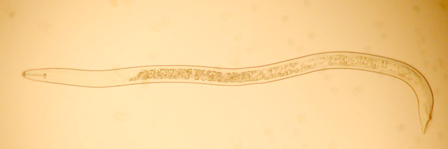 Nematodes and other worm-like creatures