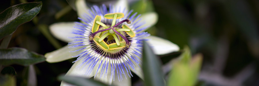 Grow it yourself: Passion Fruit