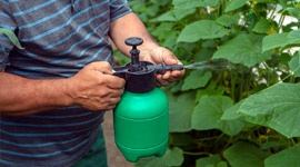 Foliar sprays for treatment and prevention