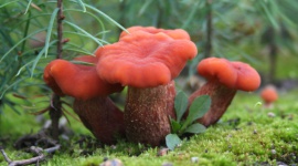 Fungus: kingdom of the fluffies