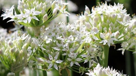 Grow it yourself: Garlic Chives