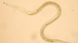 Worms and their impact on crops - Pests & Diseases