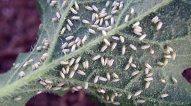 Whitefly Damage and Control