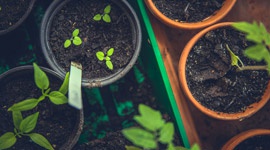 Plant growth regulators - Part 2