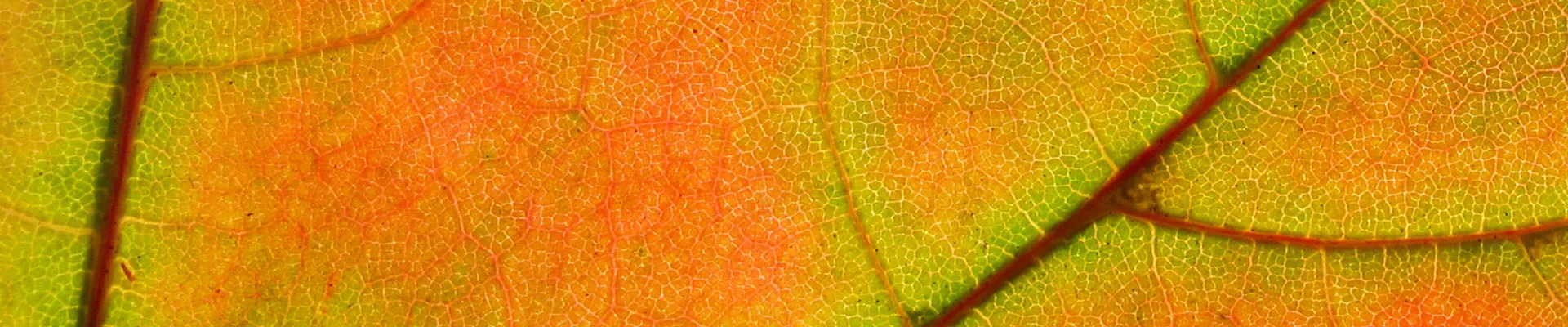 The underlying reasons for harvest colors