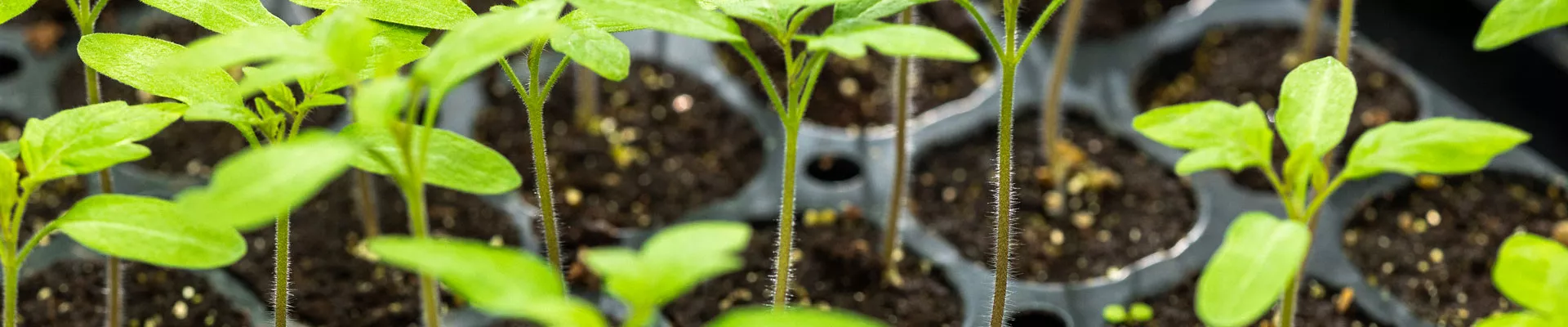 Essential Guidance for Successful Plant Propagation