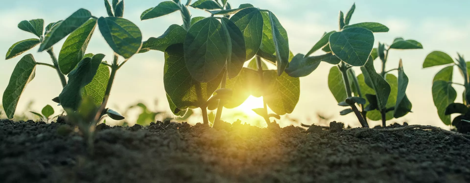 Young green plants growing in soil with sunlight shining through their leaves, symbolizing growth and sustainability.