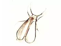 Whitefly Damage and Control