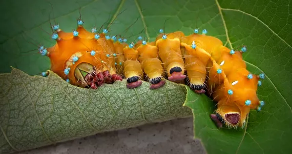How to control pests and diseases? Biological vs. Chemical