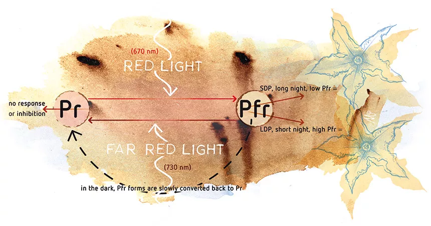 The effect of light spectrum on plant development