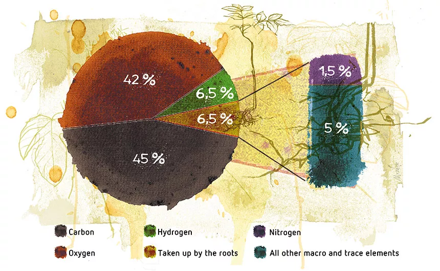 Plant nutrition and nutrient deficiency