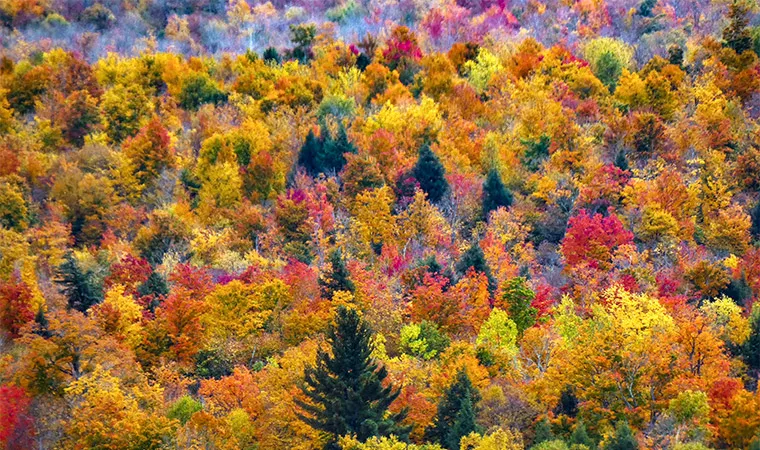 The underlying reasons for harvest colors