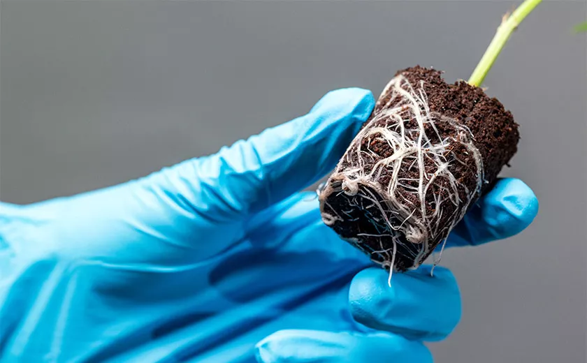 Essential Guidance for Successful Plant Propagation