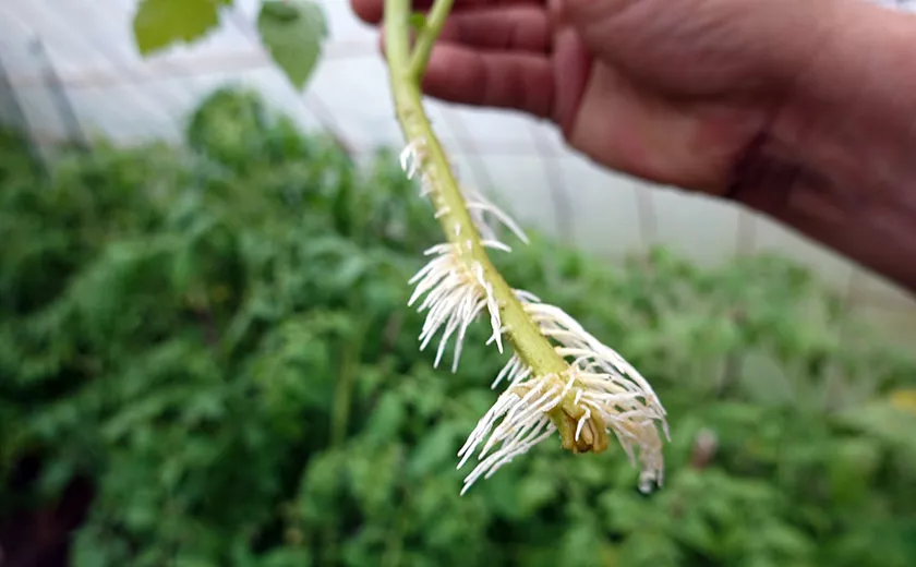 Essential Guidance for Successful Plant Propagation