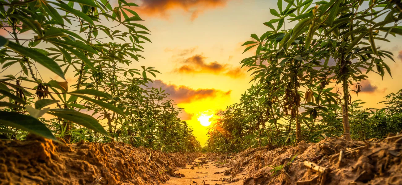 Certified Organic Solutions for Commercial Growers