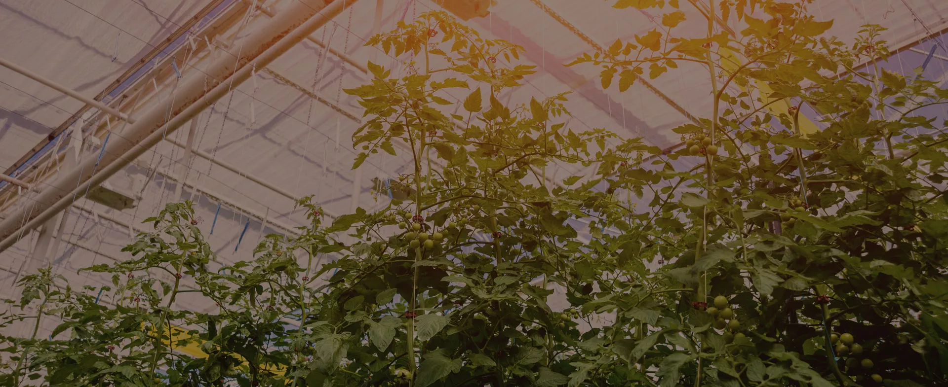 Certified Organic Solutions for Commercial Growers