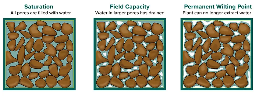 CANNA roots in rockwool systems