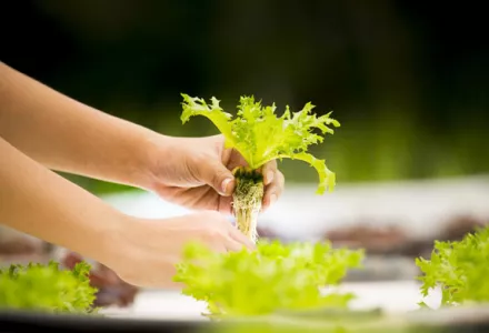Hands holding a fresh lettuce plant with roots exposed, grown in a hydroponic system, surrounded by other leafy greens.
