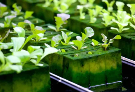 Young lettuce plants growing in green, algae-covered rockwool cubes in a hydroponic system.