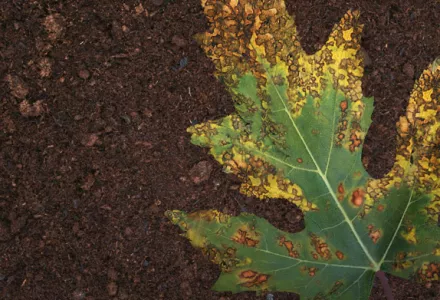 Close-up of a plant leaf with yellowing edges, brown spots, and crinkling, symptoms of calcium deficiency, against a soil background