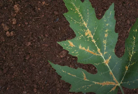 Close-up of a plant leaf showing discoloration and yellowing, symptoms commonly associated with manganese deficiency in plants