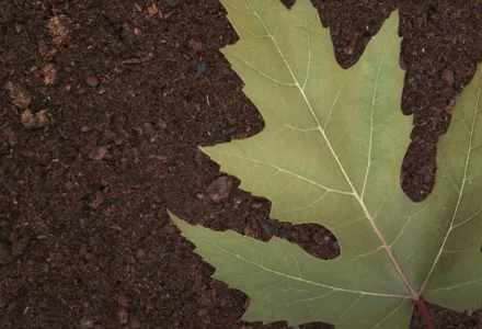 Close-up of a plant leaf with pale green discoloration, a common symptom of nitrogen deficiency, against a soil background.
