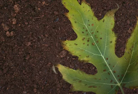 Close-up of a plant leaf with browning edges and spots, showing symptoms of potassium deficiency on a soil background.