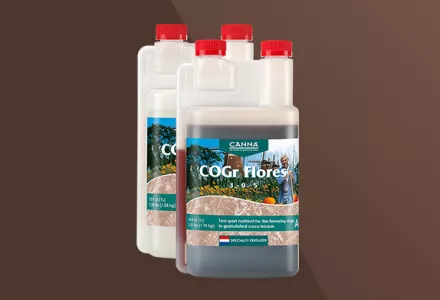 CANNA COGr Flores