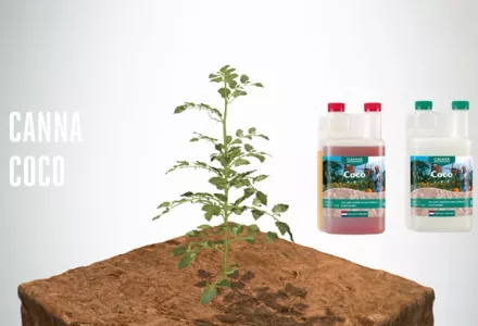 CANNA Coco Brick | Fast-Expanding Coco Substrate for Easy Use