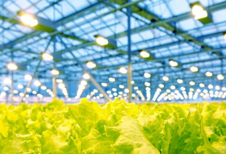 Bright green lettuce growing under artificial lights in a greenhouse.