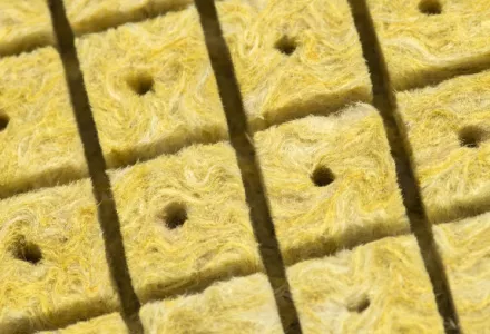 CANNA roots in rockwool systems